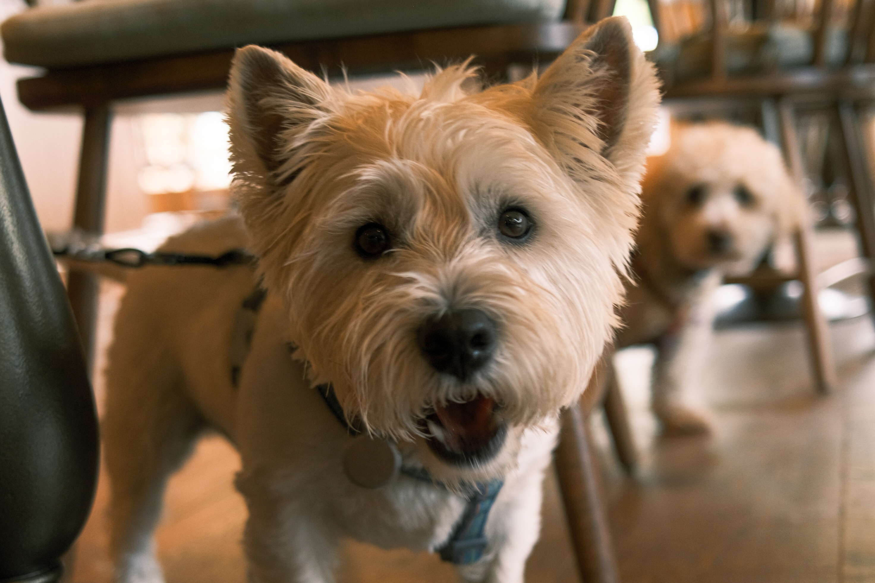 Home Page - Dog Friendly