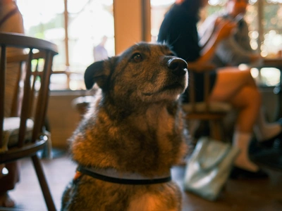 The Ultimate Dog-Friendly Hotel & Restaurant at The Royal George in Tintern