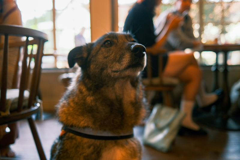 Friendly dog looking up inside The Royal George pub.